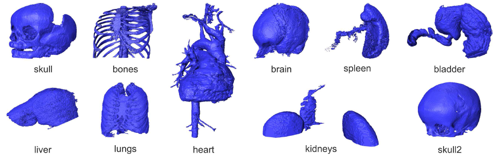 11 obrazów trójwymiarowych narządych ludzkich